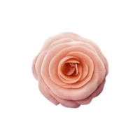 Red rose flower with transparent PNG