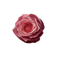 Red rose flower with transparent PNG