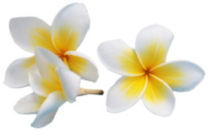 plumeria flor Cortar fora png