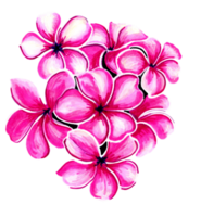 Bouquet of pink plumeria flowers. png