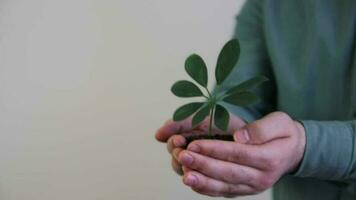 uomo in piedi nel davanti di bianca sfondo Tenere un' verde pianta e suolo nel il suo palma, conservazione verde si intende proteggere il terra, ecologia e verde ambiente è sempre importante video