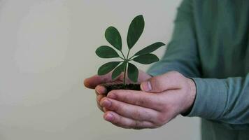 Bild von jung Pflanze wachsend im Boden im ein Palme, Konzept von Erde Erhaltung, Ökologie und Grün Umgebung video