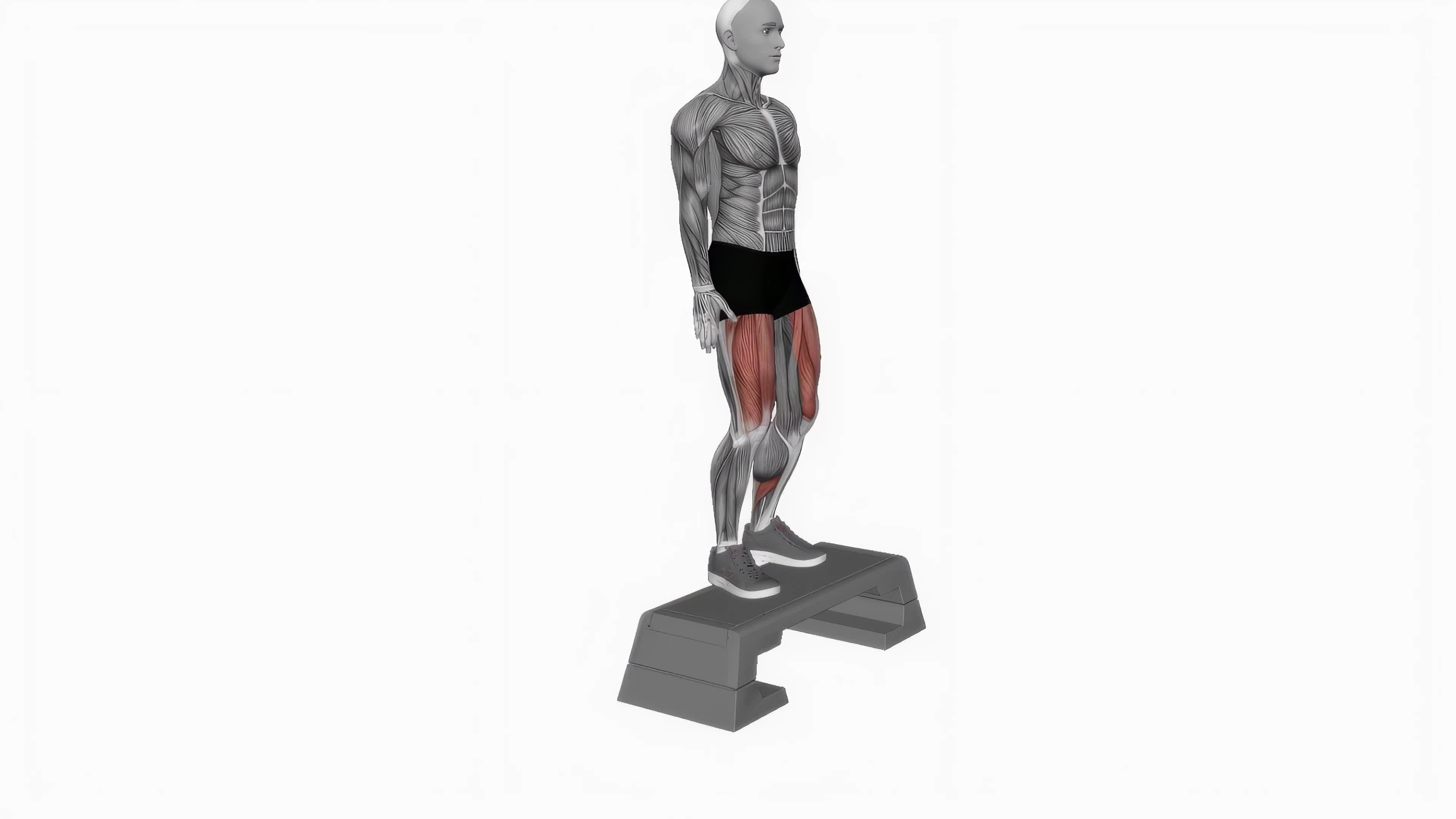 Bodyweight step up on step box fitness exercise workout animation video male muscle highlight 4K