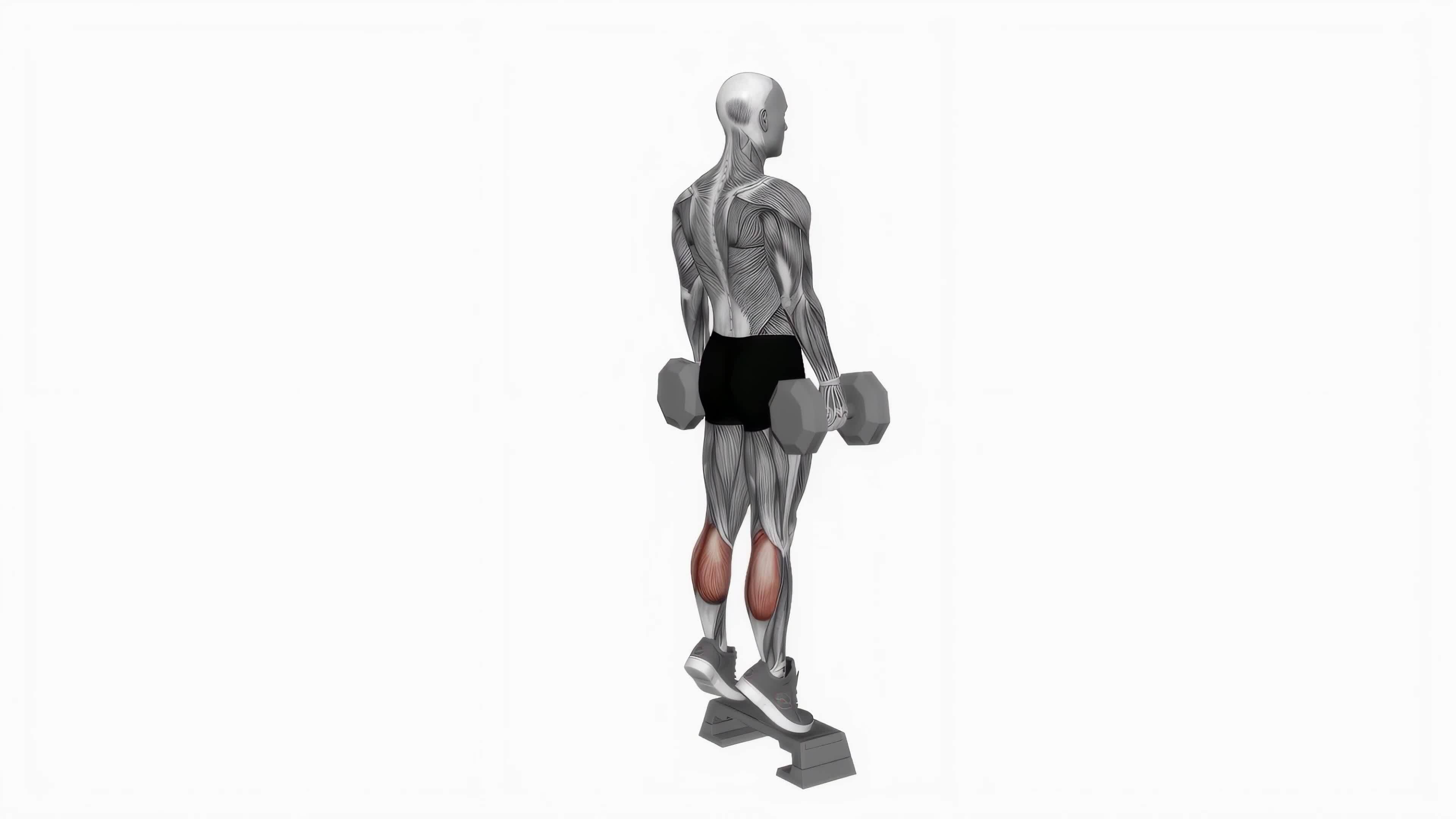 Dumbbell standing calf raises on step fitness exercise workout ...