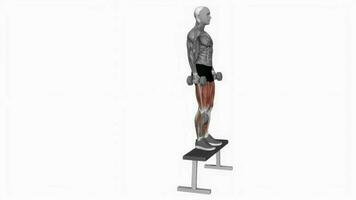Hantel Schritt oben Bank Fitness Übung trainieren Animation Video männlich Muskel Markieren 4k 60 fps