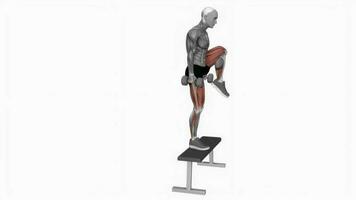 Hantel Schritt oben mit Knie erziehen Bank Fitness Übung trainieren Animation Video männlich Muskel Markieren 4k 60 fps