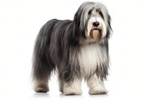 Cute Bearded collie dog in studio, created with photo