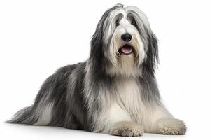 Cute Bearded collie dog in studio, created with photo