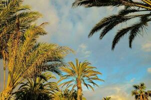 Palm trees background photo