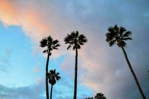 Palm trees background photo