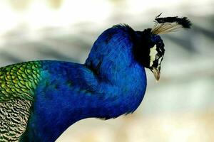 Close up of a peacock photo