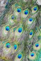 Colorful peacock feathers photo