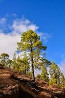 Trees in the forest photo