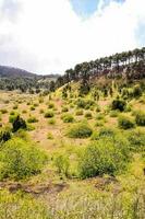 arboles en el bosque foto