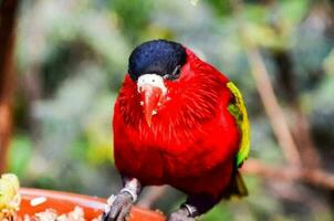 A  colorful parrot photo