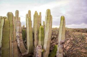 un grupo de cactus foto