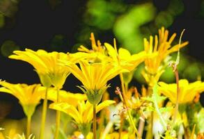 Background with flowers photo