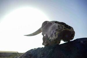 A goat skull photo