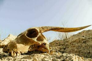 A goat skull photo