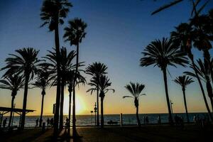 Palm trees landscape photo