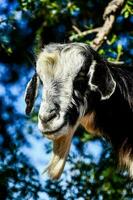 Close-up of a goat photo