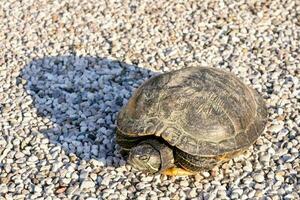 primer plano de una tortuga foto