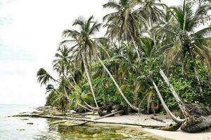 Palm trees on the beach photo