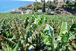 A banana crop photo