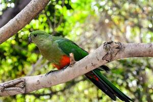 A colorful parrot photo