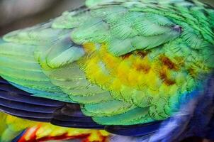 A colorful parrot photo