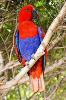 A colorful parrot photo