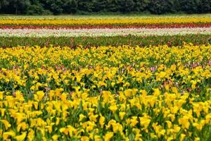 A field with flower photo