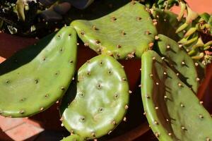 Close-up of a cactus photo