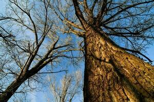 Trees in the forest photo