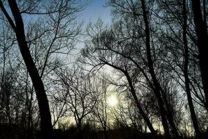 arboles en el bosque foto