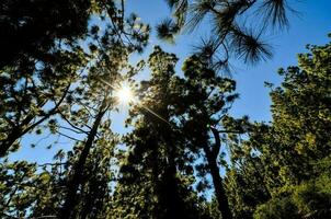 Trees in the forest photo