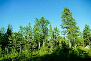 Trees in the forest photo