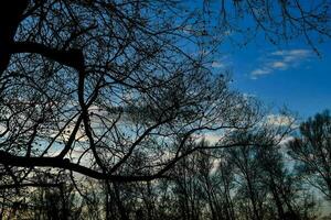 Trees in the forest photo