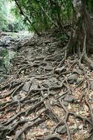 Trees in the forest photo