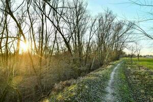 Trees in the forest photo