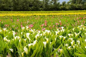 A field with flowers photo