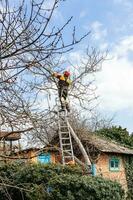 arborists cutting old walnut tree in country yard photo