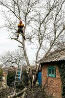 arborist saws high old walnut tree at backyard photo