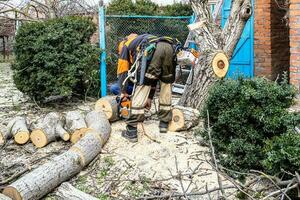 arborists sawing old walnut tree in backyard photo