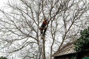 worker saws branches of tall tree in rural yard photo