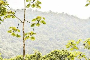 Trees in the forest photo