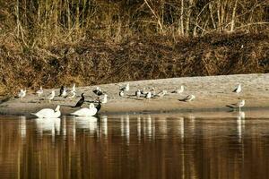 Scenic river view photo