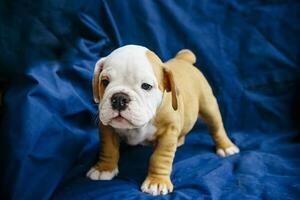 English bulldog puppies photo