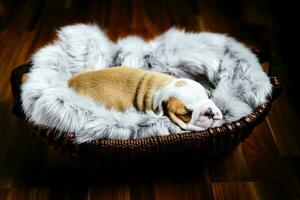 English bulldog puppies photo