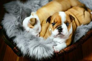 English bulldog puppies photo